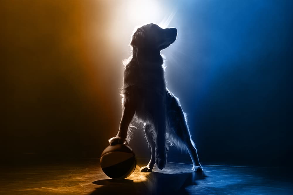 Air Bud Returns Begins Filming Summer 2025 in British Columbia