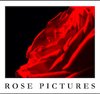 Rose Pictures